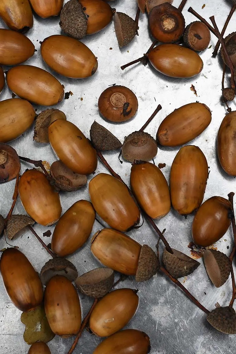 Baked acorns for painting