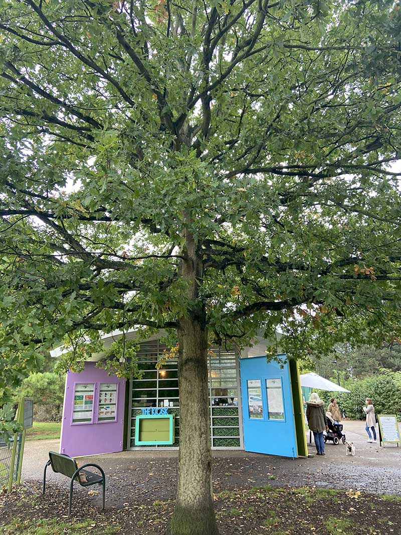 Oak tree in park
