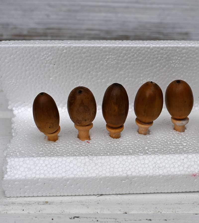 placing acorns in polystyrene for painting.