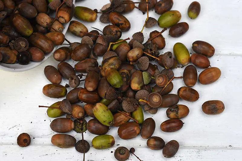 Raw acorns for painting