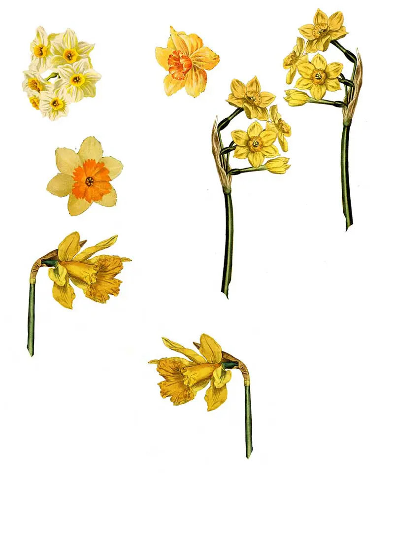 free daffodil clip art