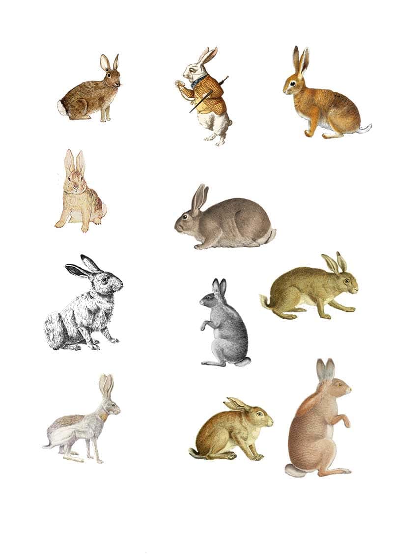 vintage rabbit clip art