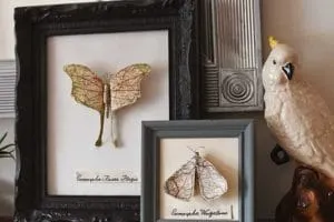 two-framed-paper-moths-mantle