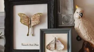 two-framed-paper-moths-mantle