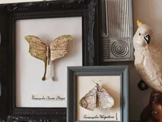 two-framed-paper-moths-mantle