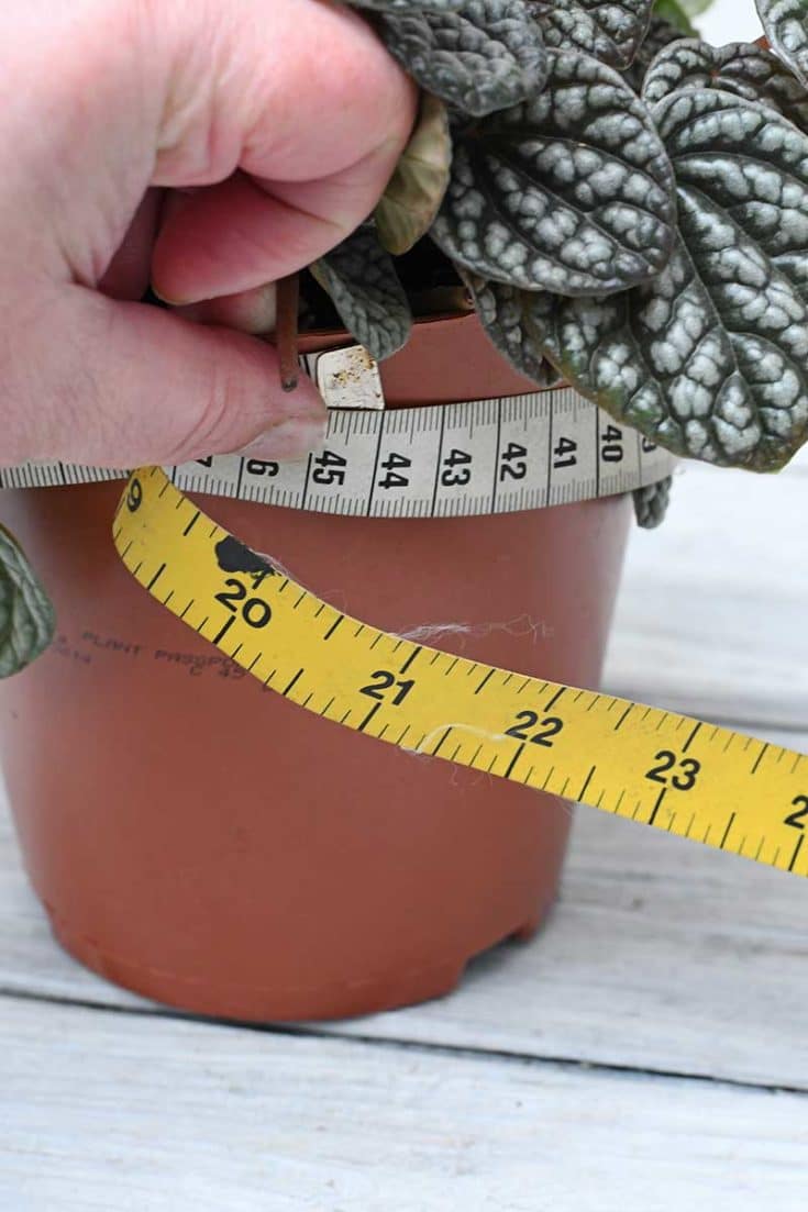 measuring the circumference of the pot