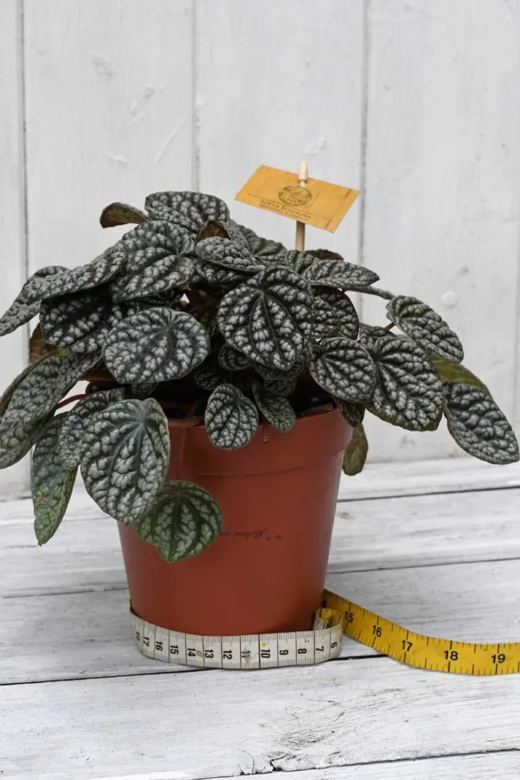 peperomia burbella