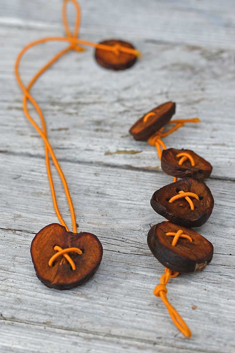 Avocado Pit jewelry