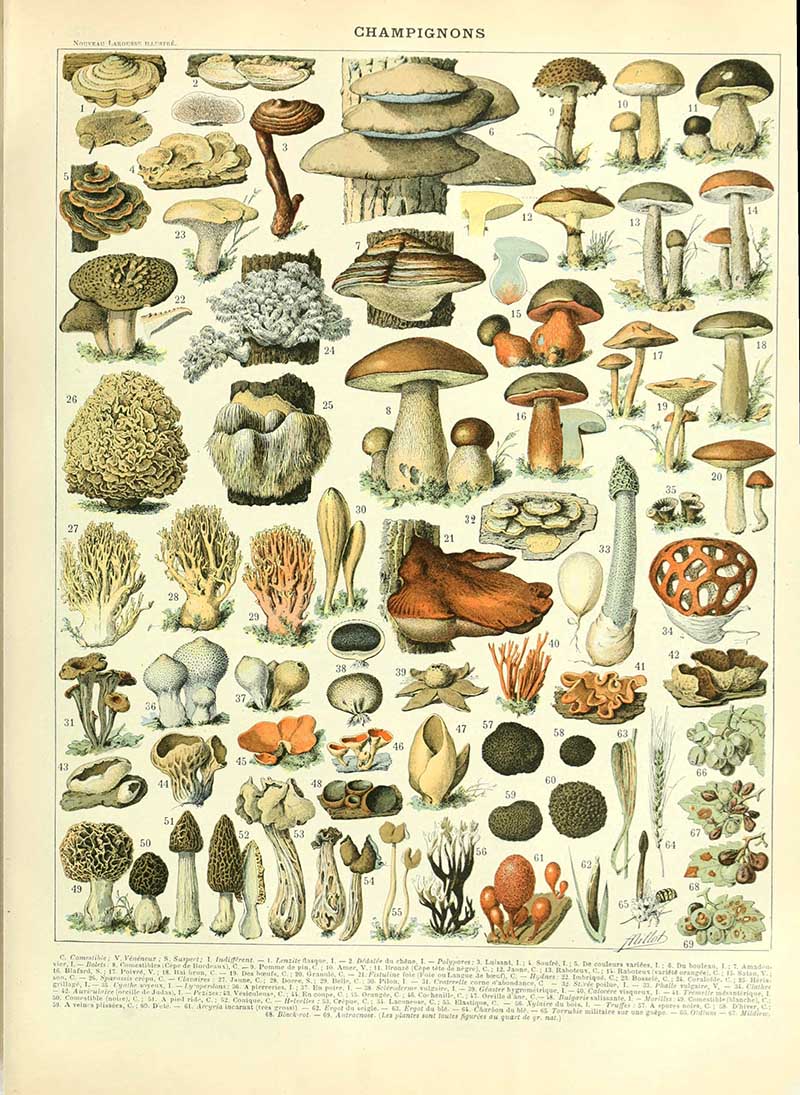 Adolphe millot mushroom charts