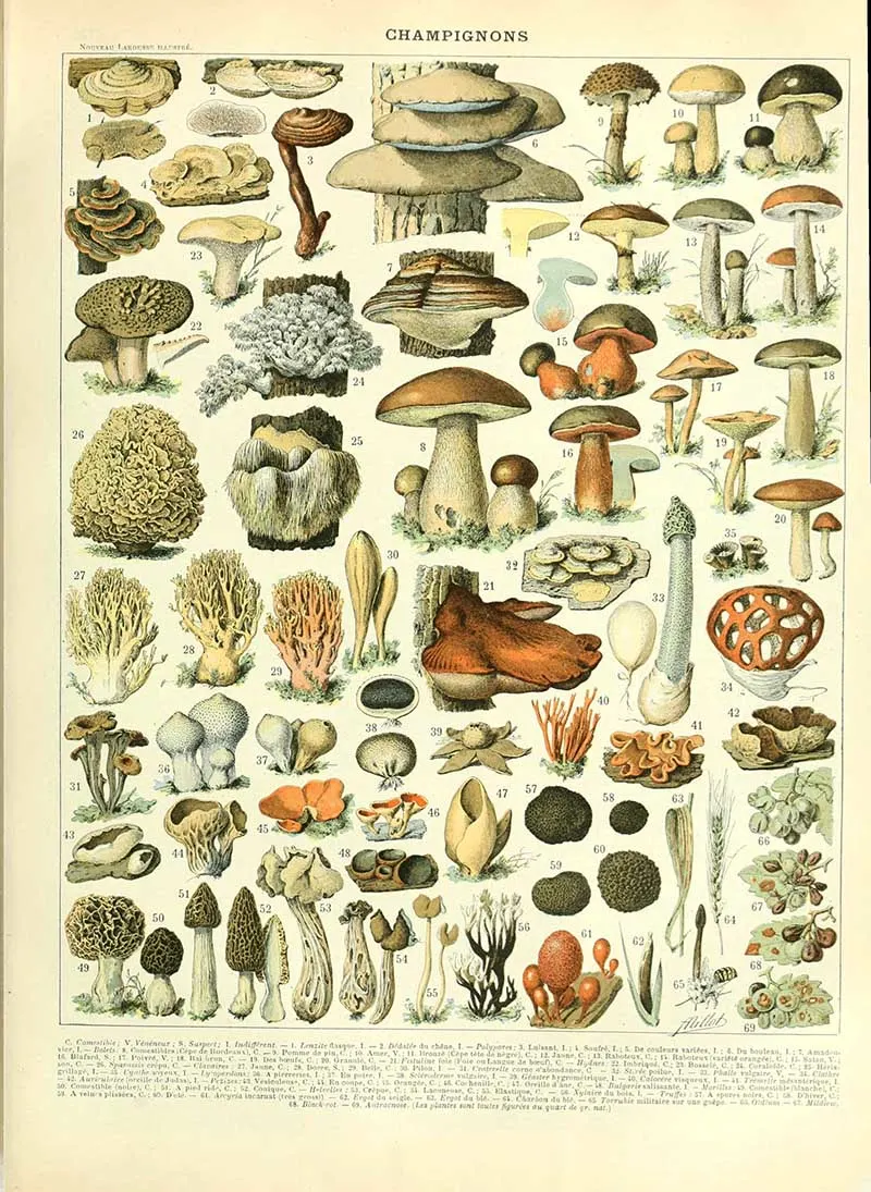 Adolphe millot mushroom charts