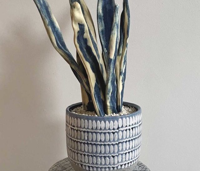 DIY denim snake plant white background