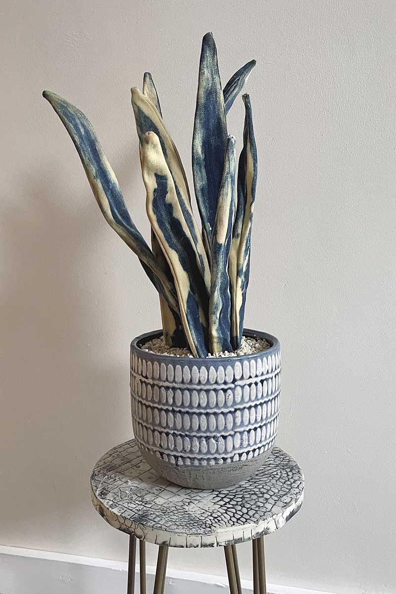 potted denim snake plant