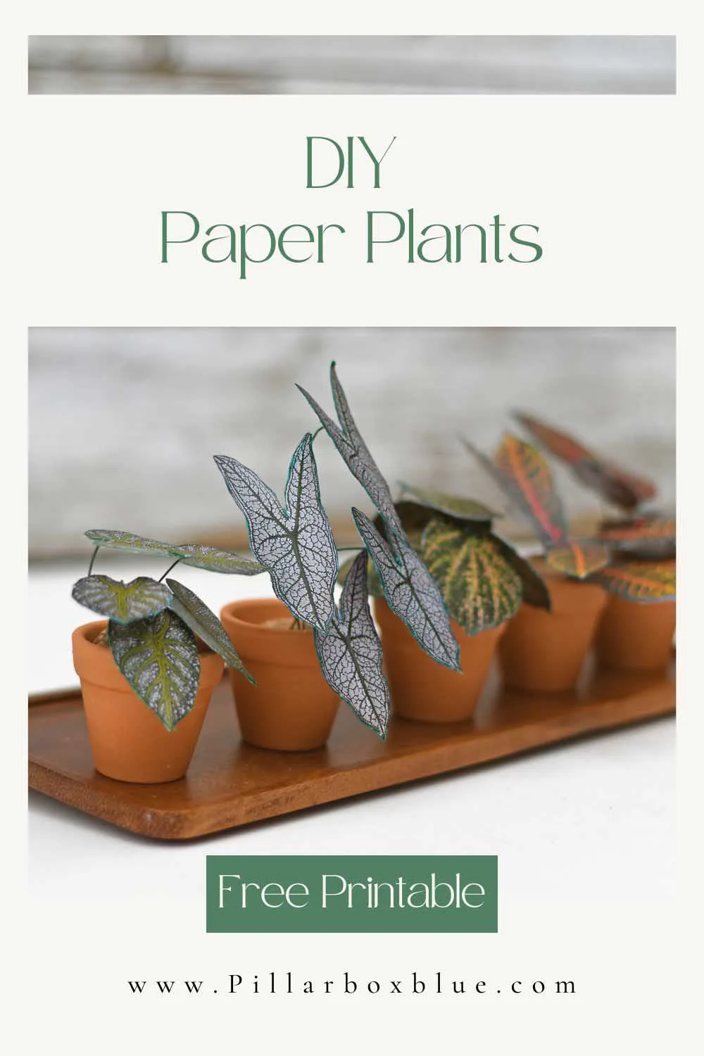 tray of five different paper potted plants in terracotta pots on wooden tray pin