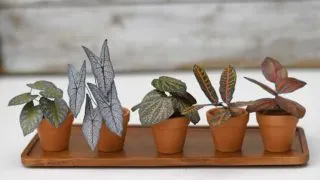 tray of five mini potted paper plants