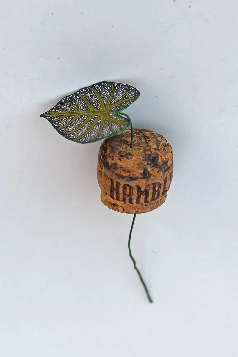 placing leaf in cork