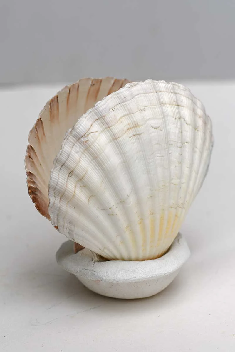 Drying the shell napkin holder