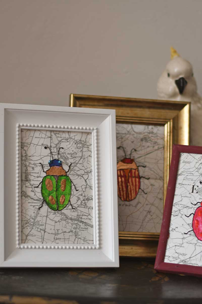 Framed specimen art beetles